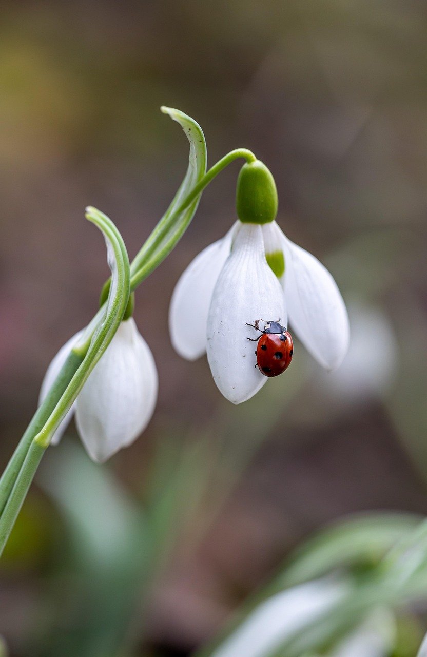 flower, ladybug, insect, snowdrops, flower wallpaper, flower background, nature, flower, flower, flower, beautiful flowers, flower, flower